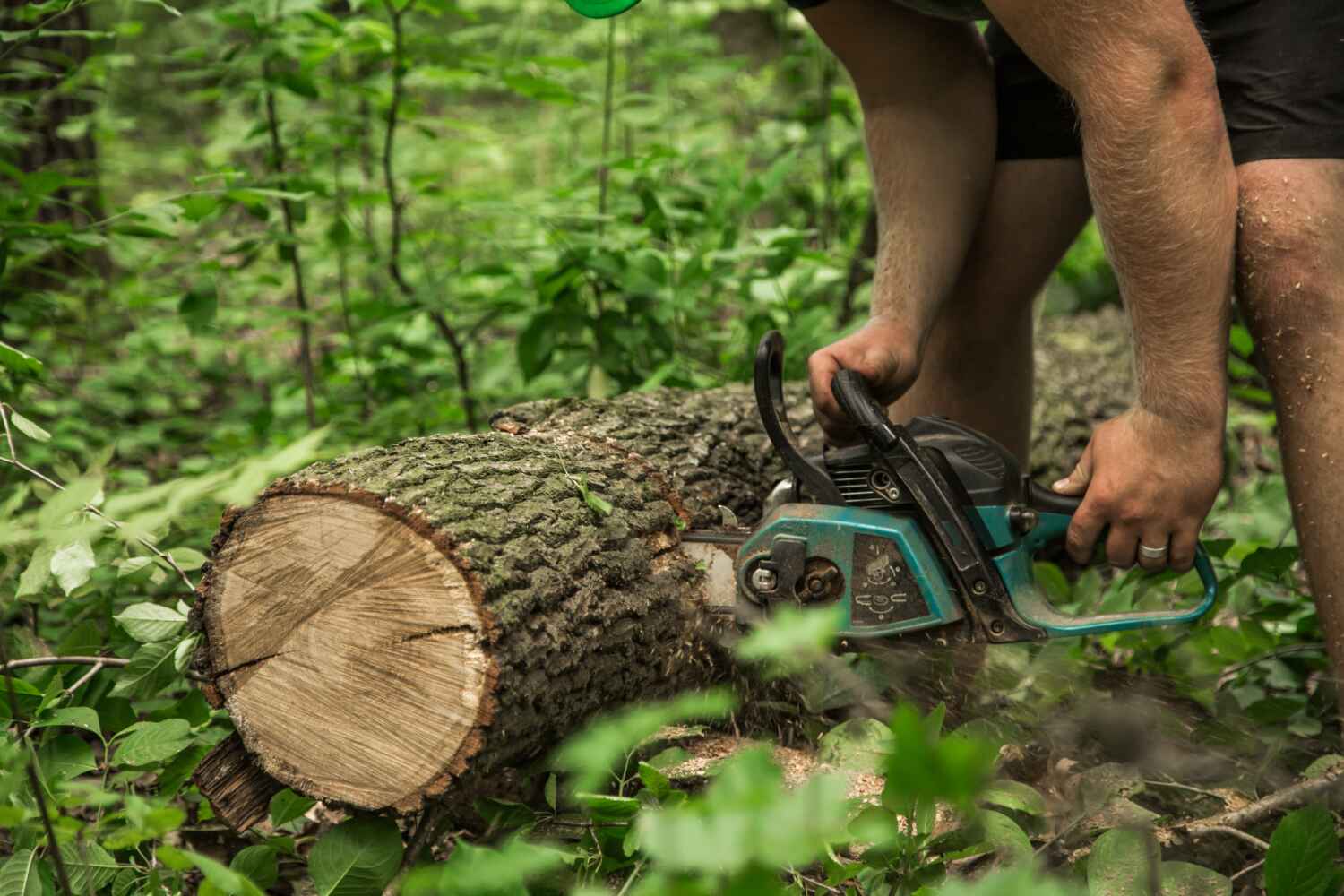 Best Professional Tree Care  in USA